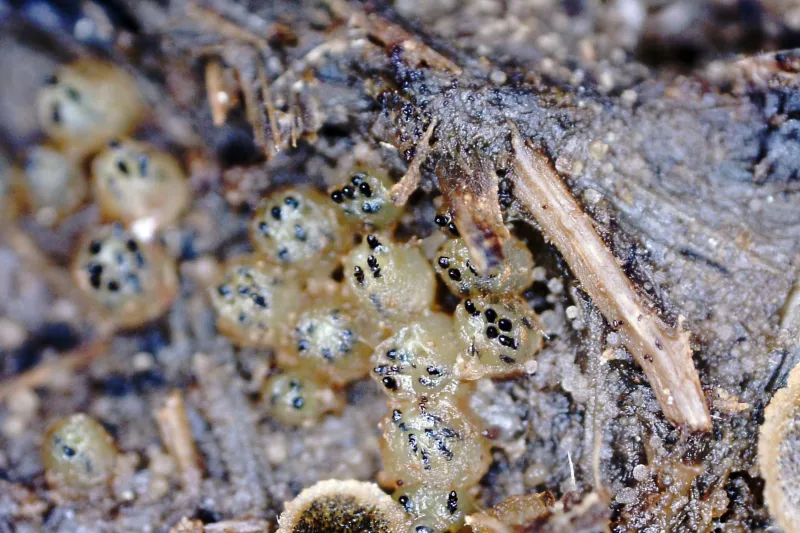 Ascobolus immersus 1 - Ascobolus